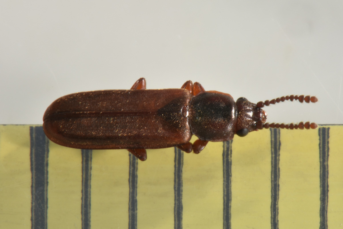 Cucujidae: Pediacus dermestoides